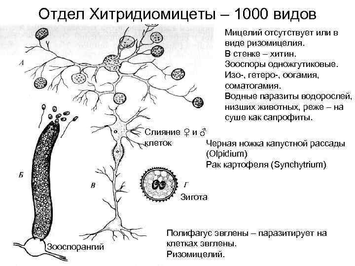 Отдел Хитридиомицеты – 1000 видов Мицелий отсутствует или в виде ризомицелия. В стенке –