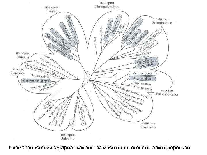 Эволюция грибов схема