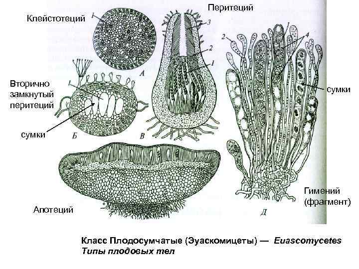 Перитеций Клейстотеций Вторично замкнутый перитеций сумки Апотеций Гимений (фрагмент) Класс Плодосумчатые (Эуаскомицеты) — Euascomycetes