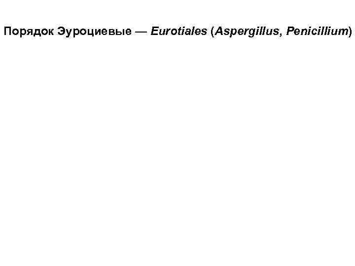 Порядок Эуроциевые — Eurotiales (Aspergillus, Penicillium) 