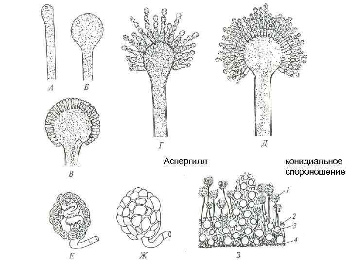 Аспергилл конидиальное спороношение 