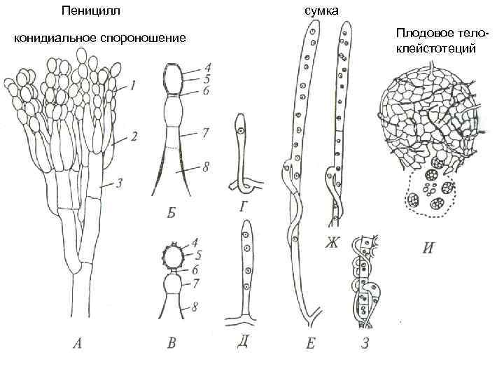 Рисунок пеницилла с подписями