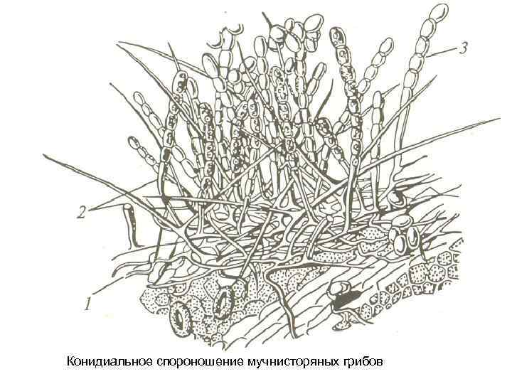 Конидиальное спороношение мучнисторяных грибов 