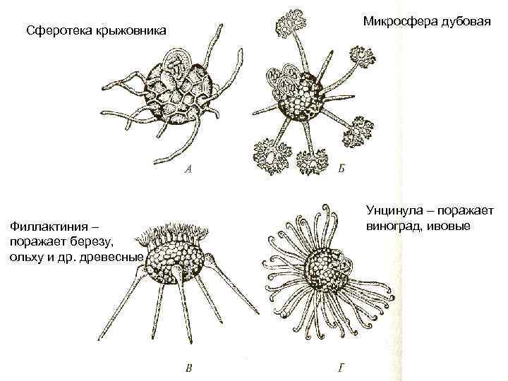 Сферотека крыжовника Филлактиния – поражает березу, ольху и др. древесные Микросфера дубовая Унцинула –