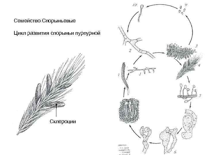 Семейство Спорыньевые Цикл развития спорыньи пурпурной Склероции 