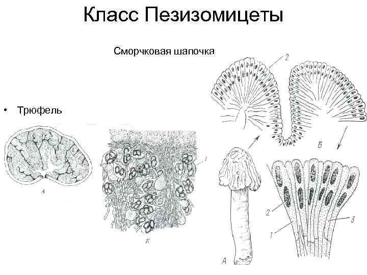 Эволюция грибов схема