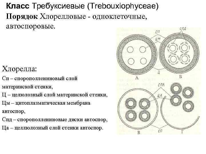 Класс Требуксиевые (Trebouxiophyceae) Порядок Хлорелловые - одноклеточные, автоспоровые. Хлорелла: Сп – спорополлениновый слой материнской