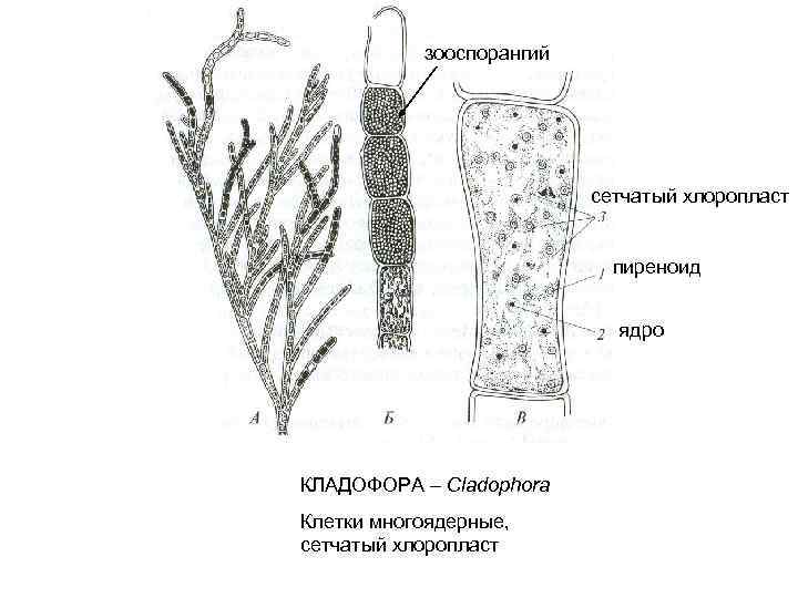 Рассмотрите изображения растений спаржа кладофора цикорий