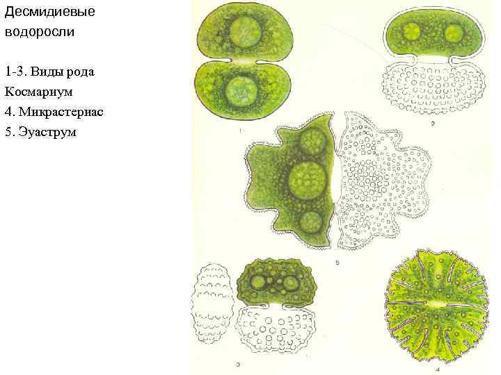 Десмидиевые водоросли 1 -3. Виды рода Космариум 4. Микрастериас 5. Эуаструм 