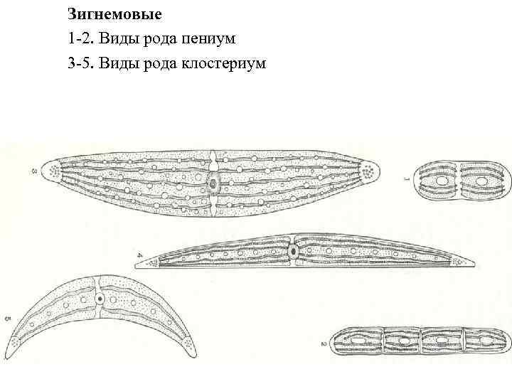 Зигнемовые 1 -2. Виды рода пениум 3 -5. Виды рода клостериум 