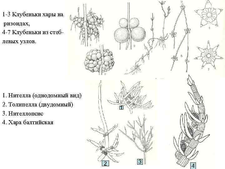 Какими цифрами на схеме обозначены группы организмов