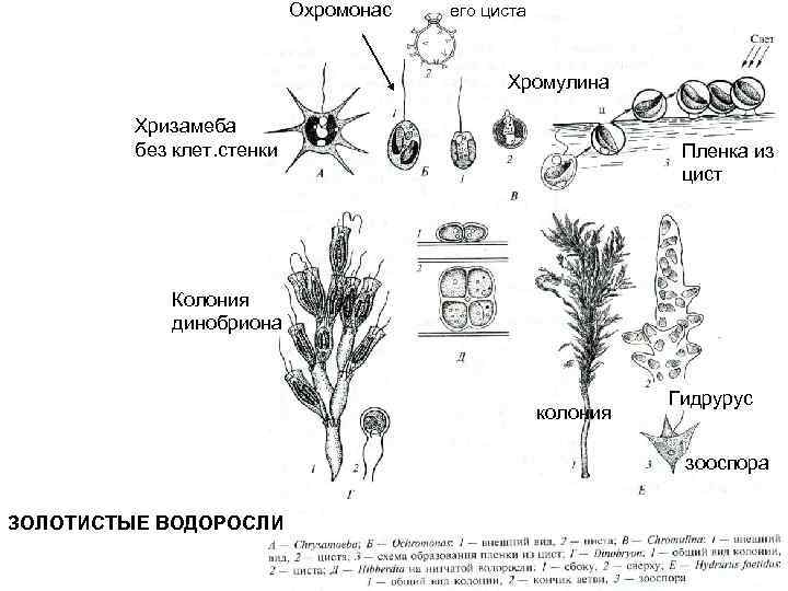 Охромонас его циста Хромулина Хризамеба без клет. стенки Пленка из цист Колония динобриона колония