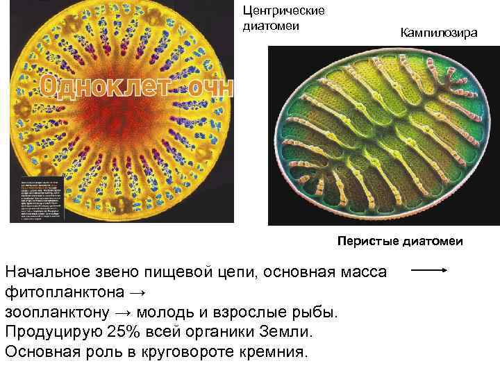 Центрические диатомеи Кампилозира Перистые диатомеи Начальное звено пищевой цепи, основная масса фитопланктона → зоопланктону