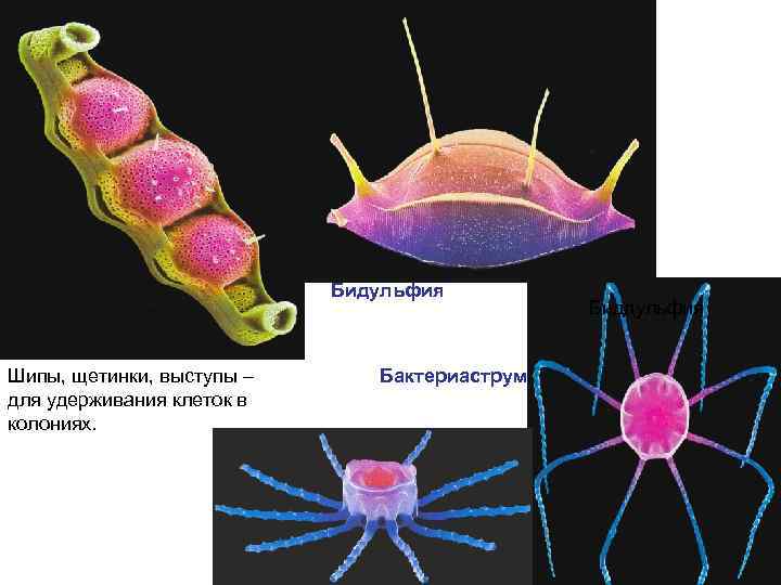 Бидульфия Шипы, щетинки, выступы – для удерживания клеток в колониях. Бактериаструм Биддульфия 