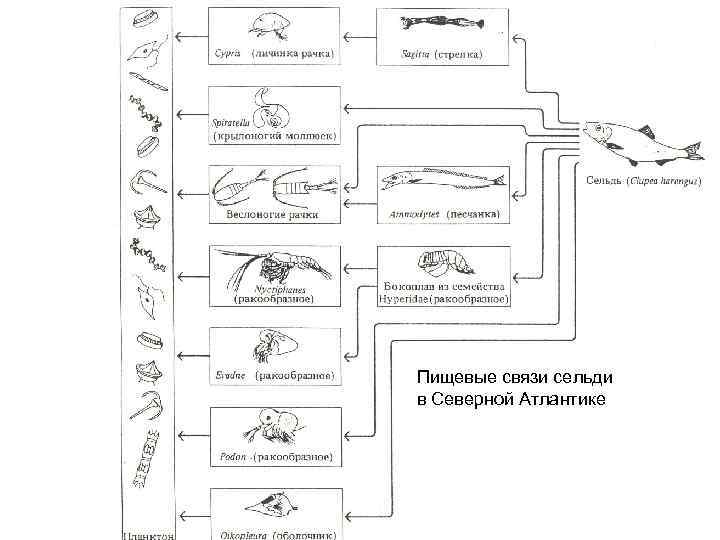 Пищевые связи сельди в Северной Атлантике 