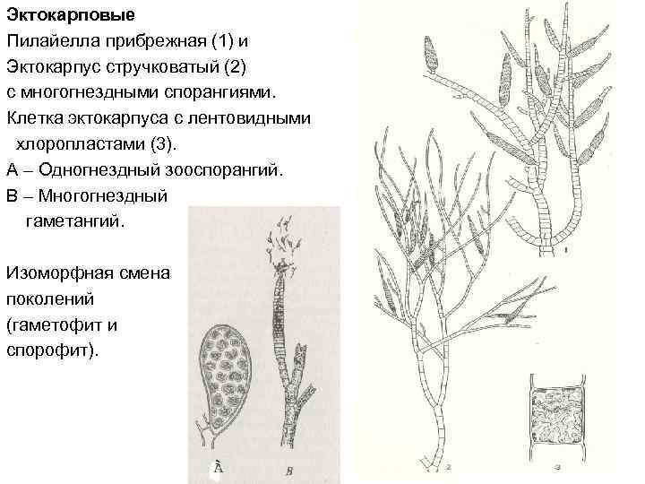 Гаметофит водорослей. Эктокарпус водоросль строение. Эктокарпус цикл развития. Эктокарпус спорангий. Строение таллома эктокарпуса.