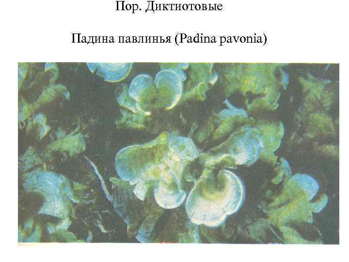 Пор. Диктиотовые Падина павлинья (Padina pavonia) 