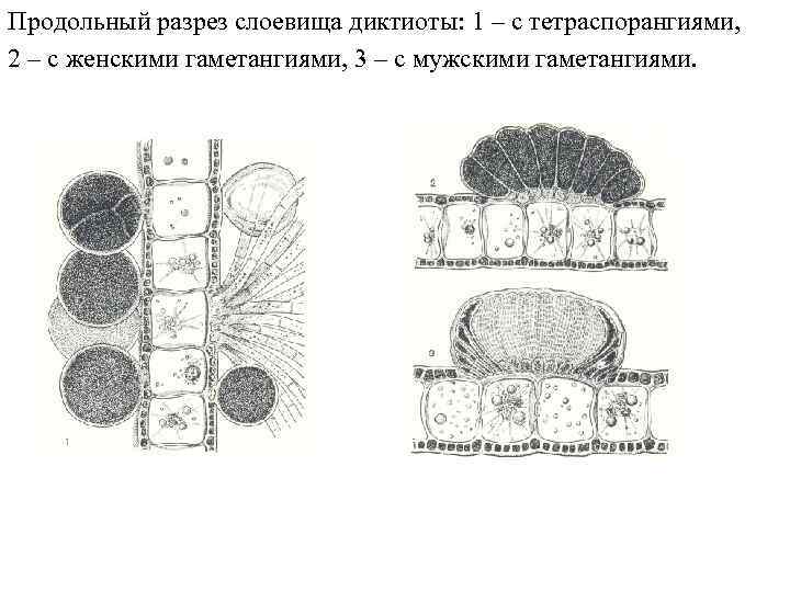 Продольный разрез слоевища диктиоты: 1 – с тетраспорангиями, 2 – с женскими гаметангиями, 3