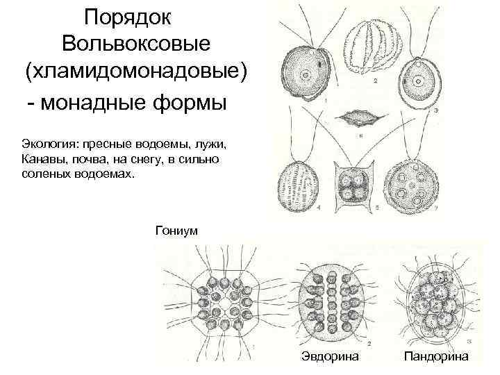 Представители порядков