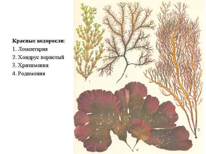 Красные водоросли: 1. Ломентария 2. Хондрус перистый 3. Хризимения 4. Родимения 