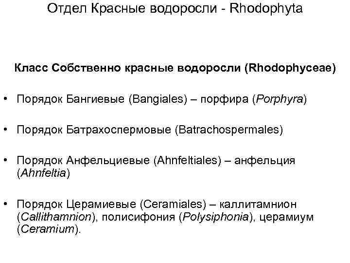 Отдел Красные водоросли - Rhodophyta Класс Собственно красные водоросли (Rhodophyceae) • Порядок Бангиевые (Bangiales)