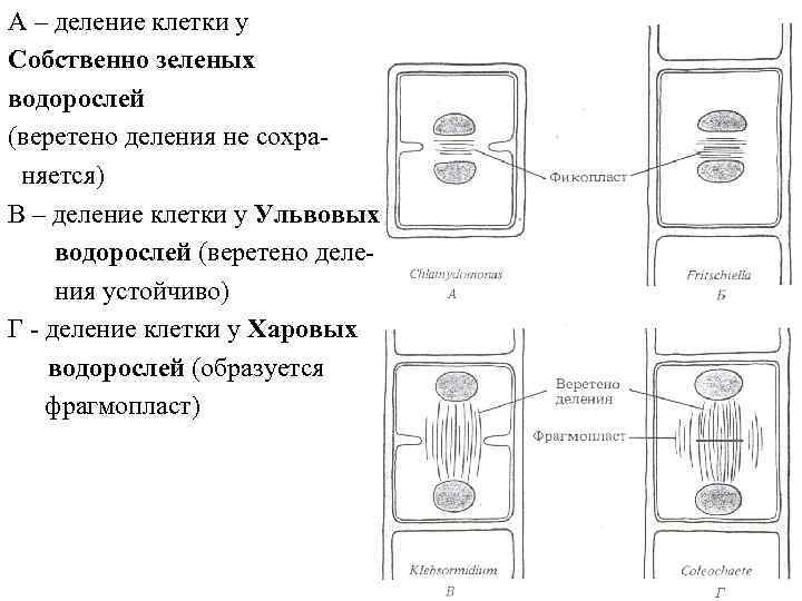 А – деление клетки у Собственно зеленых водорослей (веретено деления не сохраняется) В –