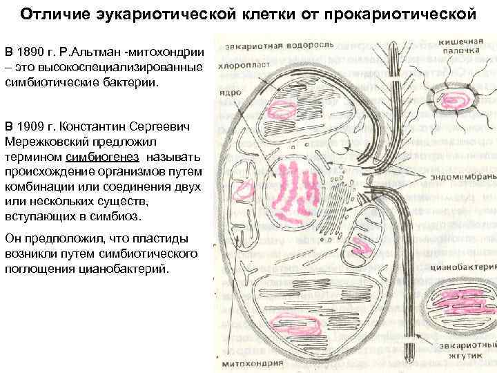 Отличие эукариотической клетки от прокариотической В 1890 г. Р. Альтман -митохондрии – это высокоспециализированные