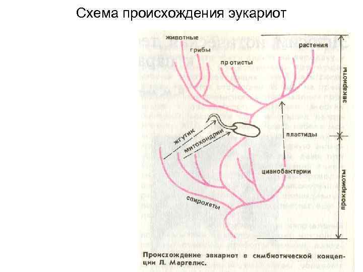 Схема происхождения эукариот 