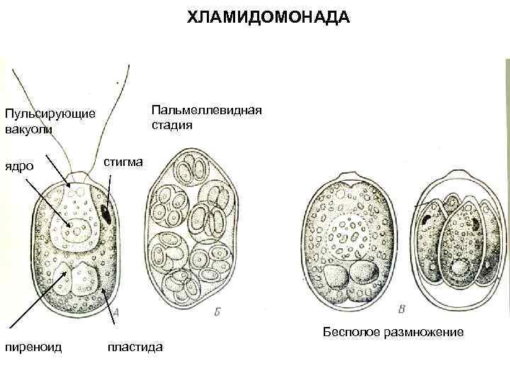 Используя рисунок процесса размножения хламидомонады объясните в чем сущность