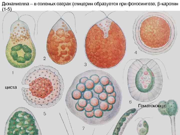 Дюналиелла – в соленых озерах (глицерин образуется при фотосинтезе, β-каротин (1 -5) циста Гематококкус