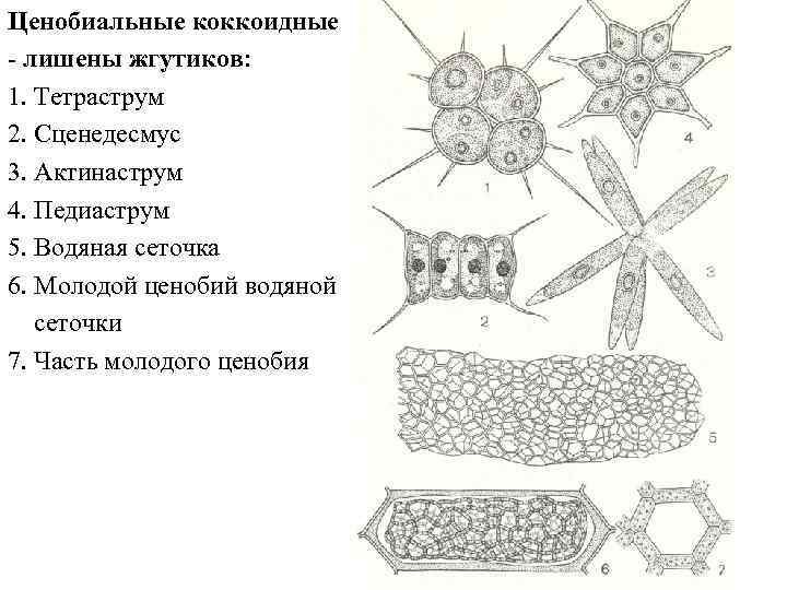 Ценобиальные коккоидные - лишены жгутиков: 1. Тетраструм 2. Сценедесмус 3. Актинаструм 4. Педиаструм 5.