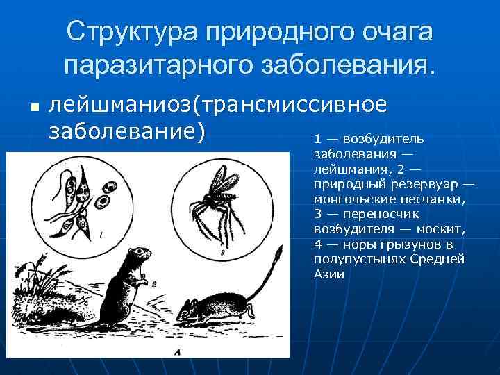 Структура природного очага паразитарного заболевания. n лейшманиоз(трансмиссивное заболевание) 1 — возбудитель заболевания — лейшмания,
