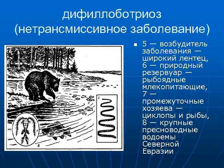 дифиллоботриоз (нетрансмиссивное заболевание) n 5 — возбудитель заболевания — широкий лентец, 6 — природный