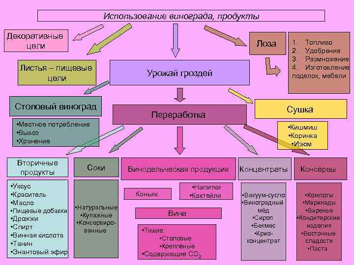 Использование винограда, продукты Декоративные цели Листья – пищевые цели Столовый виноград Урожай гроздей Сушка