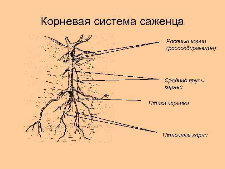 Корневая система саженца Росяные корни (росособирающие) Средние ярусы корней Пятка черенка Пяточные корни 