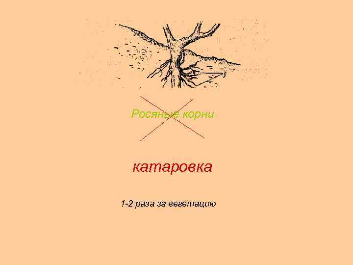 Росяные корни катаровка 1 -2 раза за вегетацию 