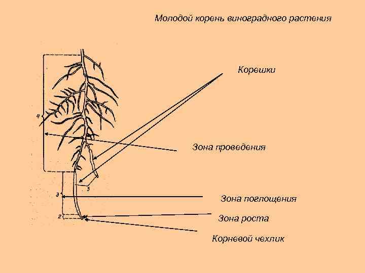 Молодой корень виноградного растения Корешки Зона проведения Зона поглощения Зона роста Корневой чехлик 