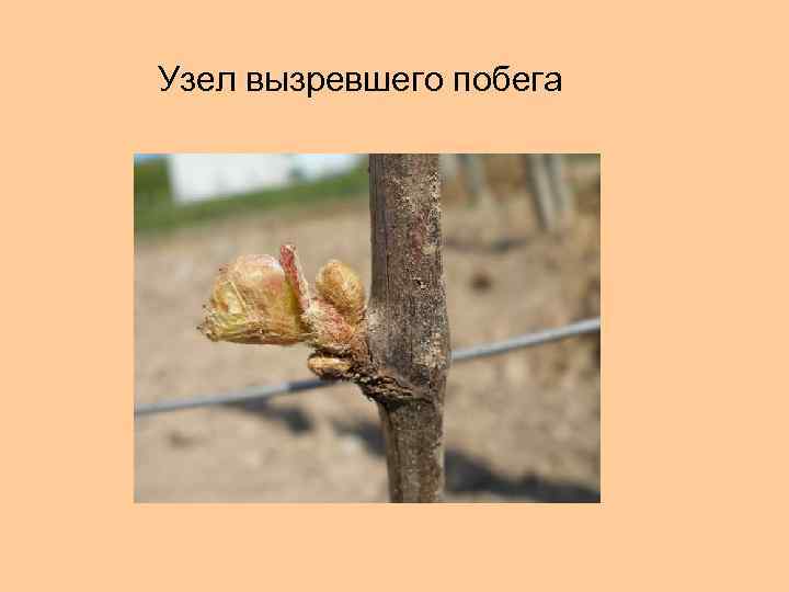 Узел вызревшего побега 