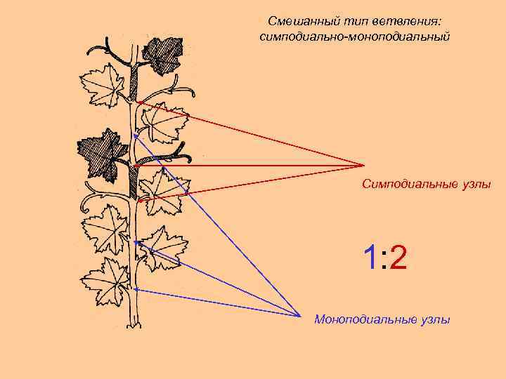 Смешанный тип ветвления: симподиально-моноподиальный Симподиальные узлы 1: 2 Моноподиальные узлы 