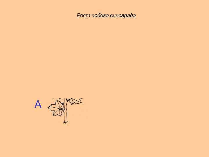 Рост побега винограда А 