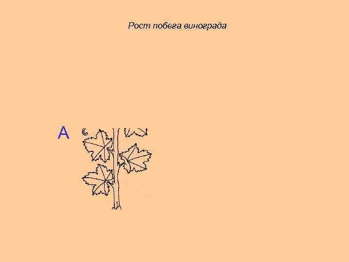 Рост побега винограда А 