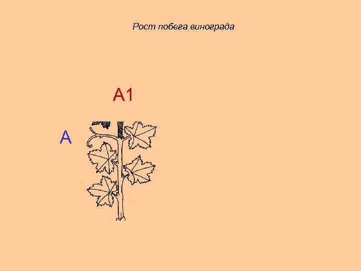 Рост побега винограда А 1 А 