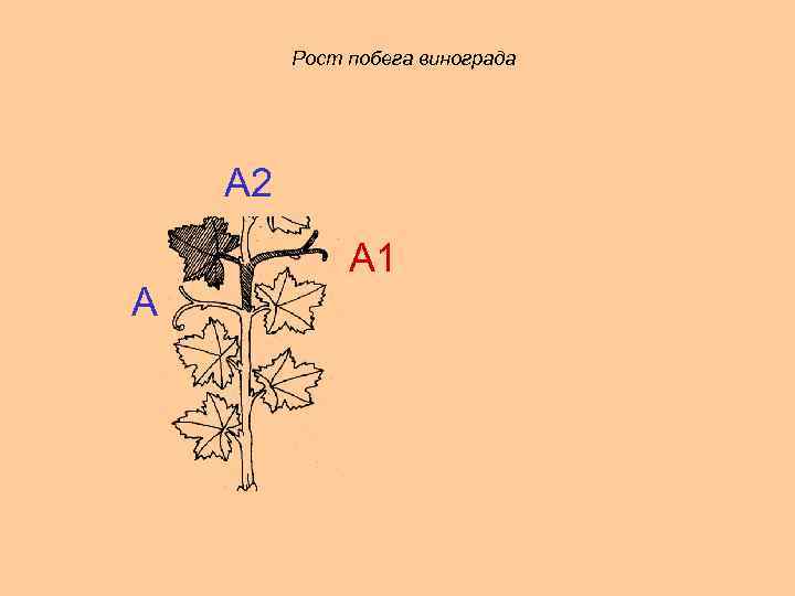 Рост побега винограда А 2 А А 1 