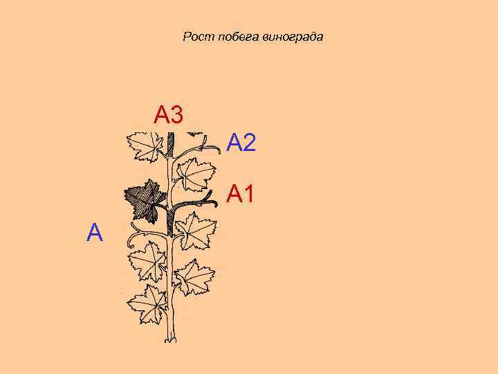 Рост побега винограда А 3 А 2 А 1 А 