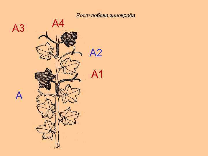 А 3 А 4 Рост побега винограда А 2 А 1 А 