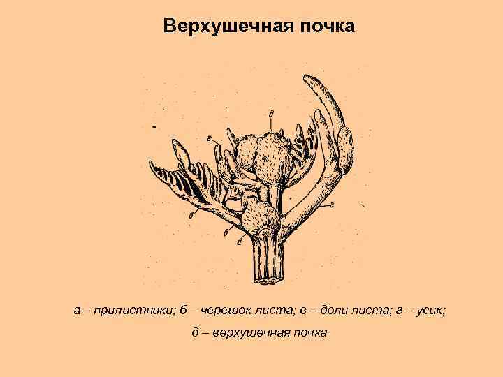 Верхушечная почка а – прилистники; б – черешок листа; в – доли листа; г