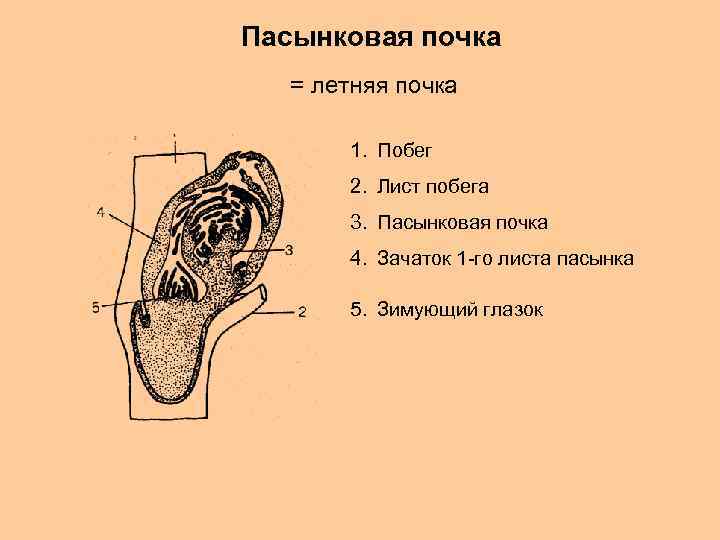 Пасынковая почка = летняя почка 1. Побег 2. Лист побега 3. Пасынковая почка 4.