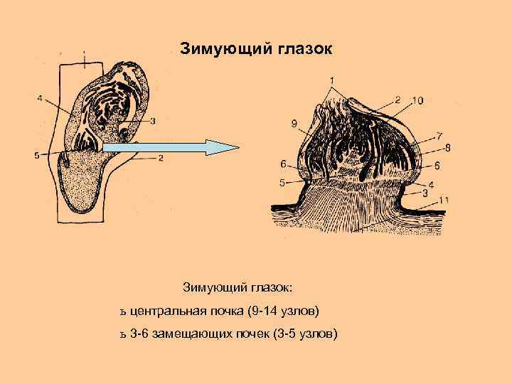 Зимующий глазок: ь центральная почка (9 -14 узлов) ь 3 -6 замещающих почек (3
