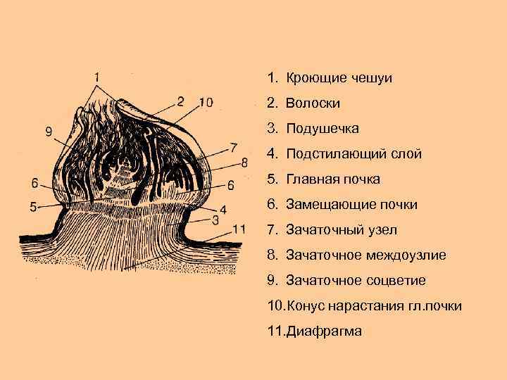 1. Кроющие чешуи 2. Волоски 3. Подушечка 4. Подстилающий слой 5. Главная почка 6.