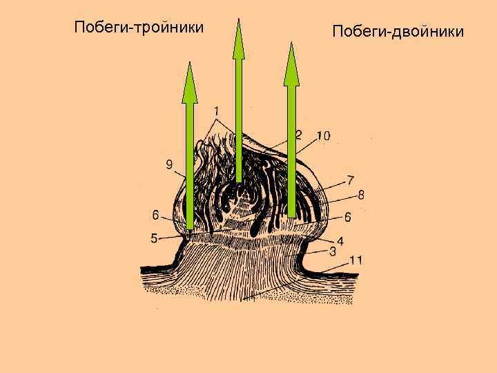 Побеги-тройники Побеги-двойники 
